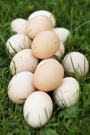 Group of fresh eggs on grass backgroundの写真素材