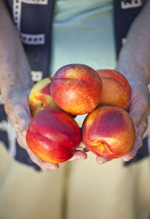 A group of colorful nectarine fruits on farmerの写真素材
