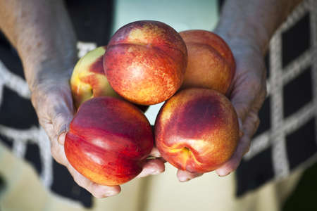 A group of colorful nectarine fruits on farmerの写真素材