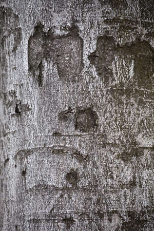 Texture of treeの写真素材