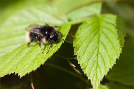 Macro photography of a little bee in a gardenの写真素材