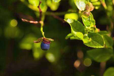 Macro photography of a delicious blueberryの写真素材