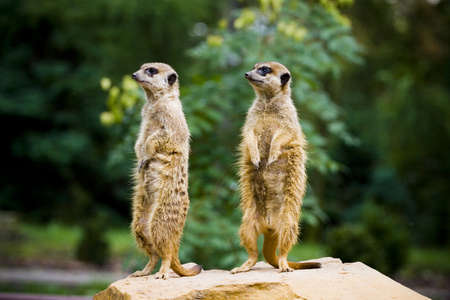 Pair of suricate in a zoo gardenの写真素材