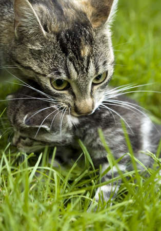 Adult cat, mother with her little kitten in a grassの写真素材