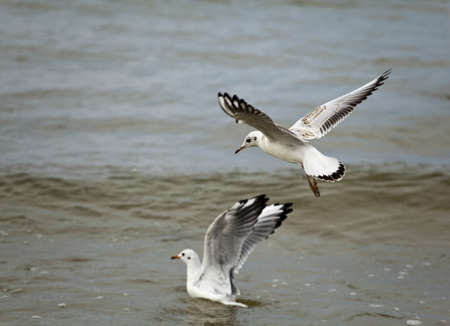 Beautiful seagull flying above the polish Baltic sea  