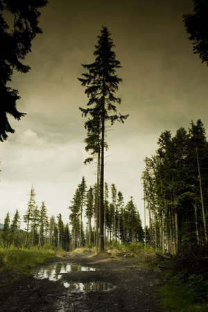 Nature photography of a beautiful lonely treeの写真素材