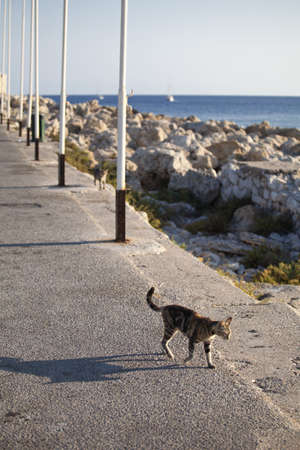 Beautiful cat, taken in Rhodes island, Greeceの写真素材