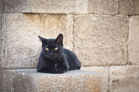 Beautiful cat, taken in Rhodes island, Greeceの写真素材