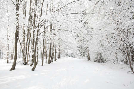 Beautiful winter panorama taken in polish Beskid mountainsのeditorial素材