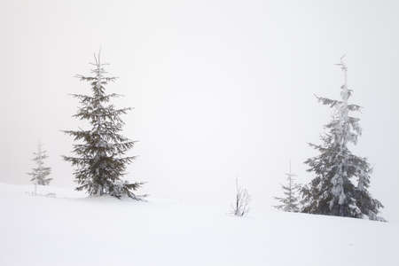 Beautiful winter woods landscape taken in polish Beskid mountain, Rycerzowaの写真素材