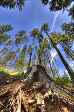 Beautiful landscape photo of woods taken in Beskidy mountains - Wielka Racza, during summer.