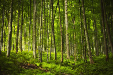 Beautiful magic woods photo taken in Beskidy mountains - Wielka Racza, during summer.の写真素材