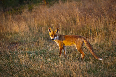 Beautiful fox, photo taken in Beskidy mountains - Wielka Racza, during summer.