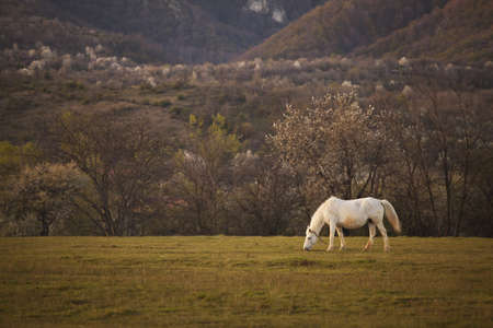 Beautiful horse in Topesti village in Romaniaの写真素材