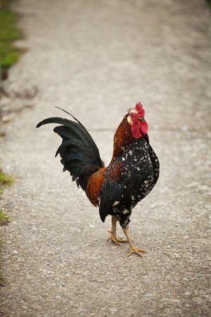 Beautiful rooster in Topesti village in Romaniaの写真素材
