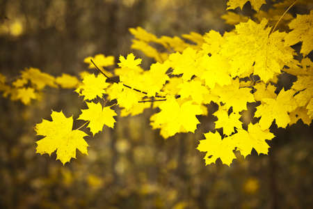 Beautiful multicolor autumn leavesの写真素材