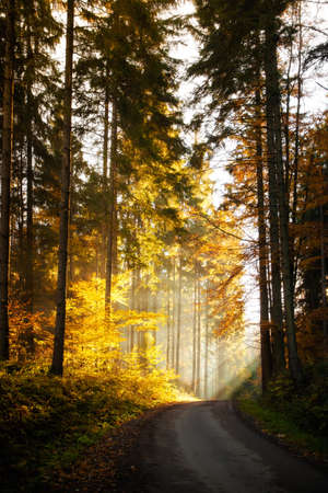 Autumn landscape taken in woods, in polish Beskidy mountains, Krawcow Wierchの写真素材