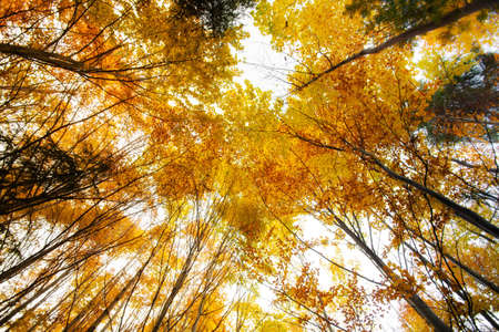 Autumn landscape taken in woods, in polish Beskidy mountains, Krawcow Wierchの写真素材