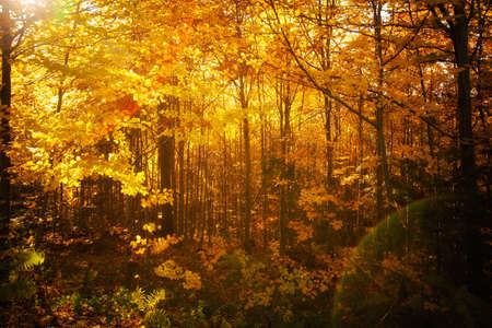Autumn landscape taken in woods, in polish Beskidy mountains, Krawcow Wierchの写真素材