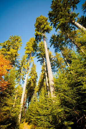 Autumn landscape photo taken in woods, in polish Beskidy mountains, Krawcow Wierchの写真素材