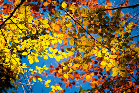 Autumn landscape photo taken in woods, in polish Beskidy mountains, Krawcow Wierchの写真素材