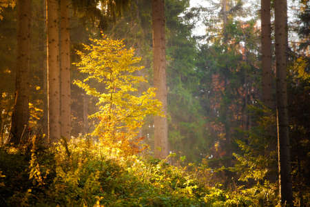 Autumn landscape photo taken in woods, in polish Beskidy mountains, Krawcow Wierchの写真素材