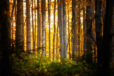 Autumn landscape photo taken in woods, in polish Beskidy mountains, Krawcow Wierchの写真素材