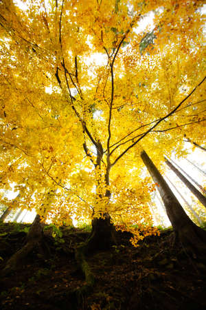 Autumn landscape photo taken in woods, in polish Beskidy mountains, Krawcow Wierchの写真素材