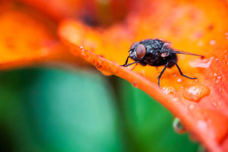 Macro photography of little fly in natureの写真素材