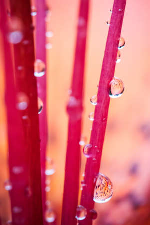 Macro photography of waterdrops in natureの写真素材