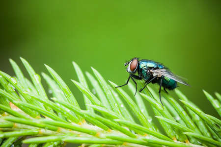 Macro photography of little fly in nature