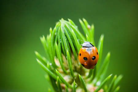 Macro photography of ladybirdの写真素材