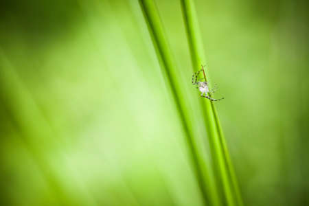 Macro photography of little spiderの写真素材