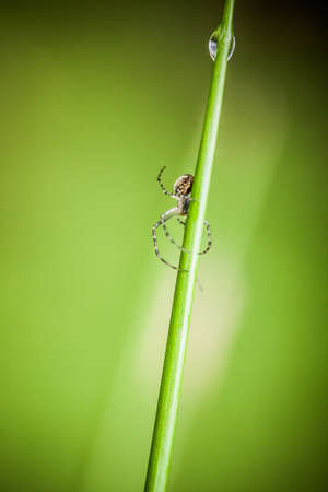 Macro photography of little spiderの写真素材