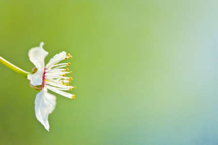 Macro photography of beautiful flowersの写真素材