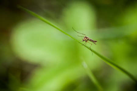Macro photography of little insectの写真素材