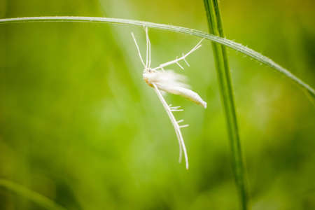 Macro photography of little insect