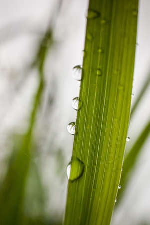 Macro photography of waterdrops in natureの写真素材