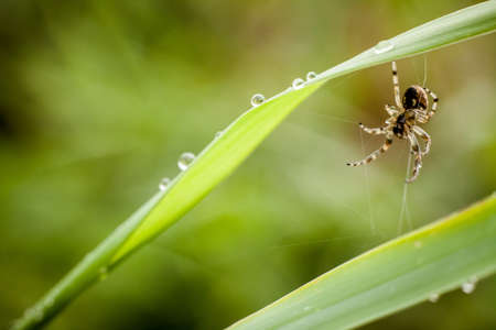 Macro photography of little spider