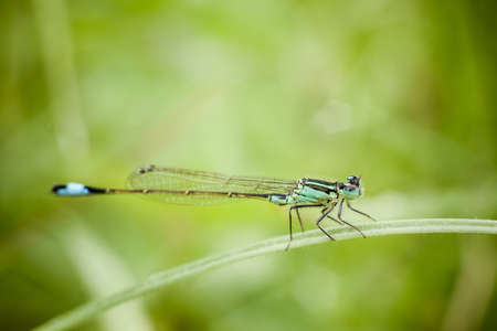 Macro photography of little dragonflyの写真素材