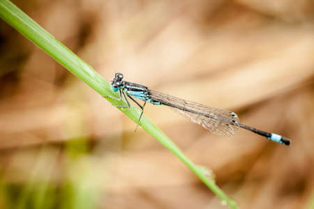 Macro photography of little dragonflyの写真素材
