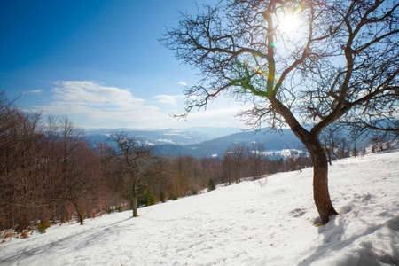 Beautiful winter sunny photo taken in Beskidy mountains - Czantoria or at Czech side - Czantoryja. の写真素材