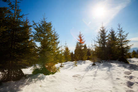 Beautiful winter sunny photo taken in Beskidy mountains - Czantoria or at Czech side - Czantoryja. の写真素材