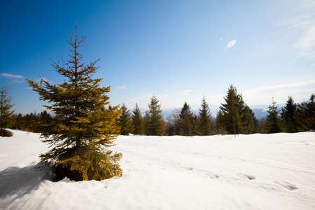 Beautiful winter sunny photo taken in Beskidy mountains - Czantoria or at Czech side - Czantoryja. の写真素材