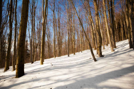 Beautiful winter sunny photo taken in Beskidy mountains - Czantoria or at Czech side - Czantoryja. の写真素材