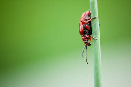 Macro photography of a little insect, Small beetle Crioceris merdigeraの写真素材