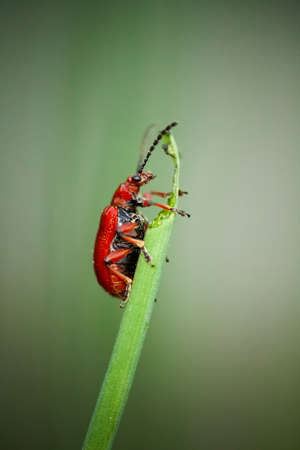 Macro photography of a little insect, Small beetle Crioceris merdigera