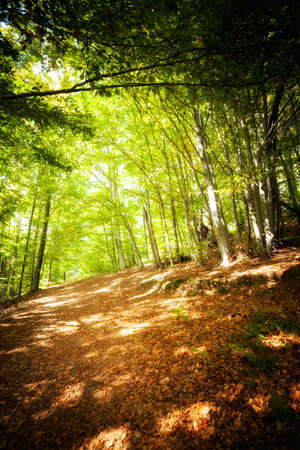 Autumn landscape in woods, in polish Beskidy mountains, Jaworzyna Krynicka