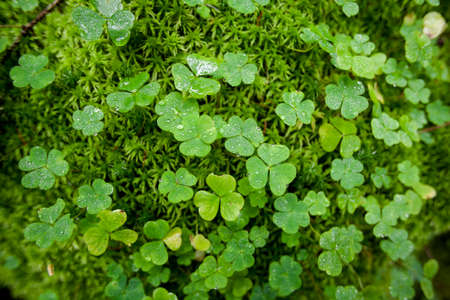 Beautiful green clover closeup - st Patrick day concept - 17 march