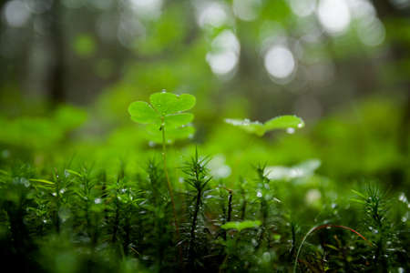 Beautiful green clover closeup - st Patrick day concept - 17 marchの写真素材